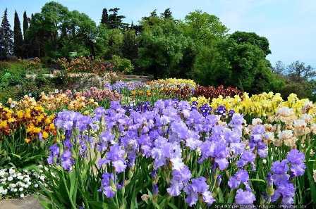 Ирисы в саду: как выбрать и создать красивый цветочный рай
