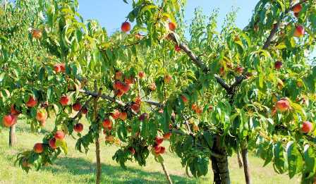 Подбираем идеальные сорта персиковых деревьев для вашего сада