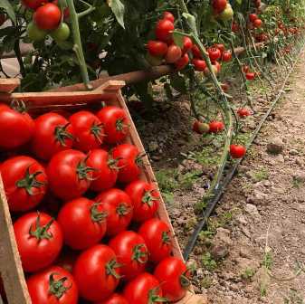 Подбор и уход за разными сортами томатов: советы профессионалов