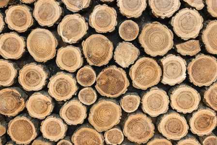 Пять популярных пород древесины для строительства дома