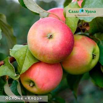 Сорта яблонь для сада: как выбрать и посадить лучшие виды