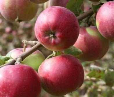 Сорта яблонь: от классических до экзотических