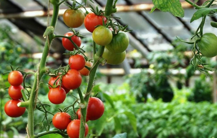 Томаты, огурцы и клубника: как выбрать идеальные сорта для выращивания на участке