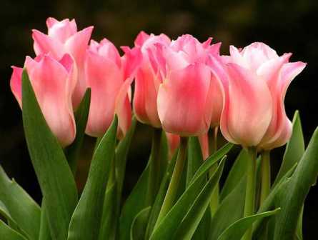 Тюльпаны: основные сорта и секреты успешного выращивания
