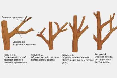 Ультимативное руководство по выращиванию грушевых деревьев