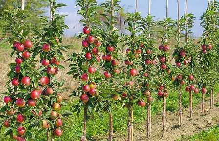 Выращивание плодовых деревьев: лучшие сорта яблонь