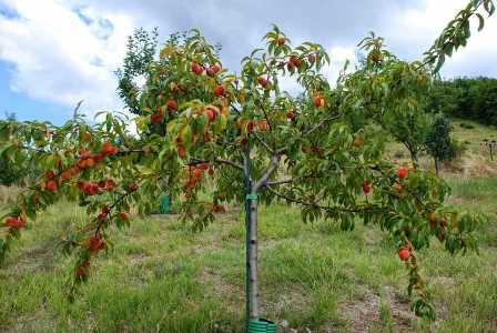 Как выбрать и вырастить лучшие сорта персиковых деревьев